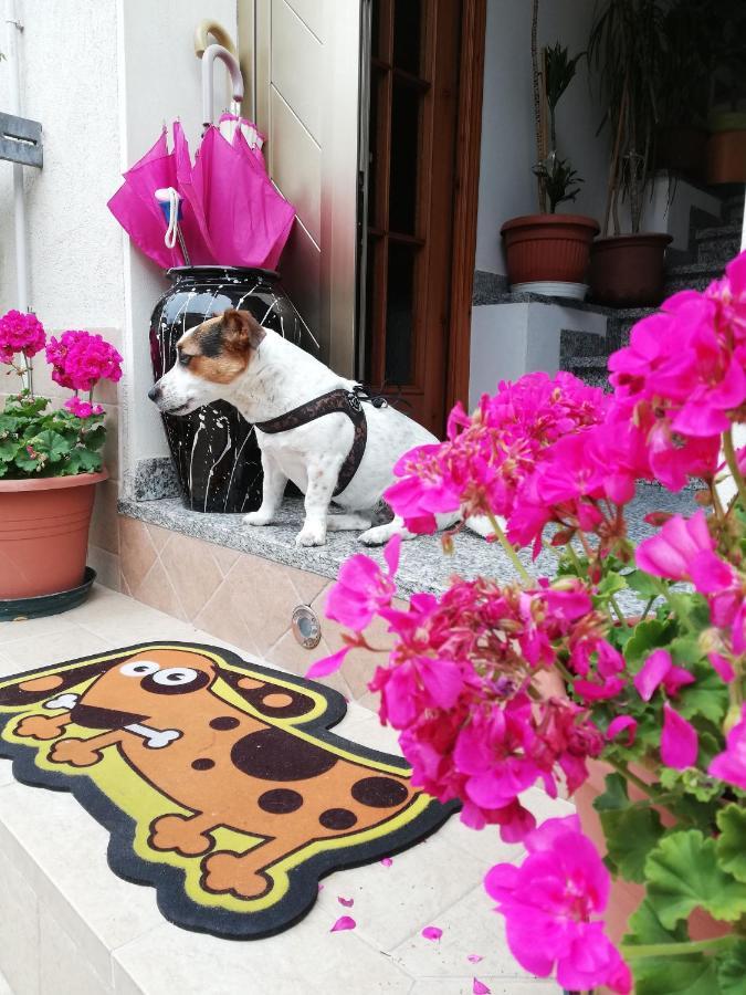 La Casa Di Pamy Daire Bellaria-Igea Marina Dış mekan fotoğraf